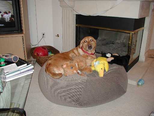 Amber loves presents