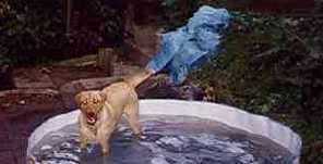 Summer Swim