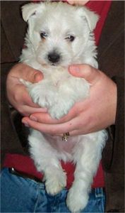 Riley