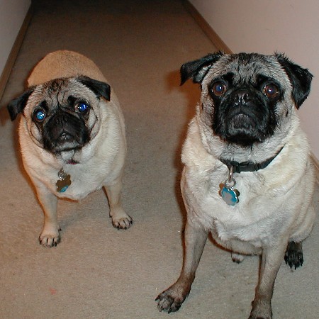 Igor and Boris