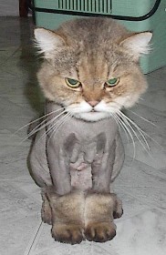 The Cat