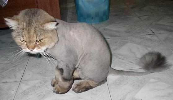 Summer Shave