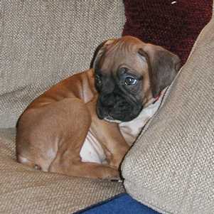 Dante Dog