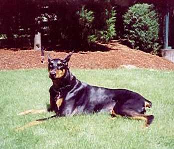 Black Diamond