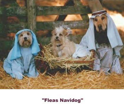  Feliz Navidad 