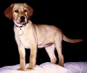 Amber Belle was born on July 28, 1997