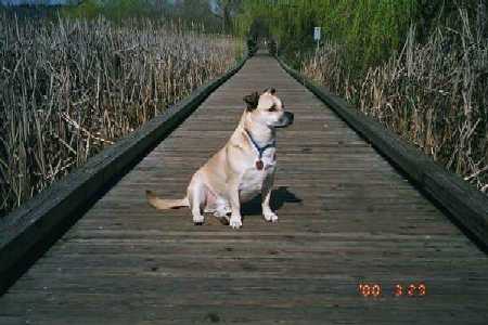 Just Dog