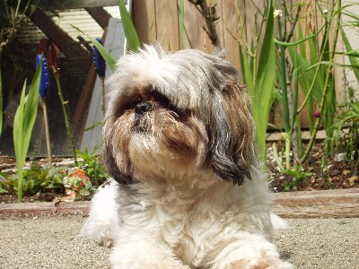  Kosmo 