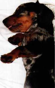 Murphy