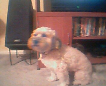  Peanut 