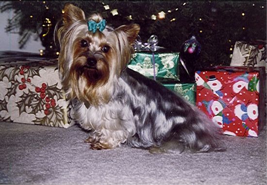 Merry Christmas