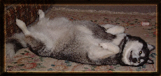 pawsup.jpg (24235 bytes)