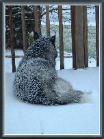 snocover.jpg (31591 bytes)