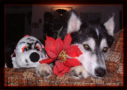 xmas00.jpg (27303 bytes)