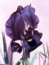 atrofusca.jpg (173708 bytes)