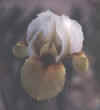 bayberry-baby.jpg (17921 bytes)