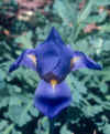 blue-joy.jpg (191648 bytes)