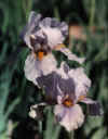 blusette.jpg (23414 bytes)