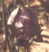 jordana.jpg (8548 bytes)