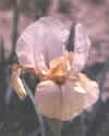law.jpg (8632 bytes)