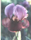 mom.jpg (9777 bytes)