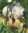 papa.jpg (11772 bytes)