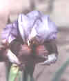 sandl.jpg (8478 bytes)