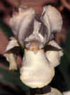 white-art-ed.jpg (7734 bytes)