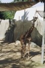 A giraffe, eating its lunch off the leaves off the tree... or branch that the zoo let for him.
