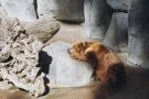 An Alaskan brown bear, making the most of its captivity.