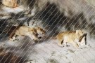 Two fierce lions, plotting their escape...