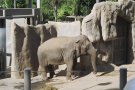 A baby elephant... never knowing the meaning of freedom.