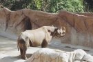 A young rhino, smiling for the cameras.