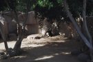 With a nose as long as this anteater's, he's bound for middle management!