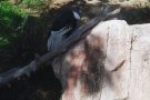 ''Free as a bird''?  Not for this Andean condor.