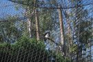 Thanks to the zoo, this Harpy eagle will never die from another animal or hunters.