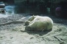 A beautiful polar bear, built for arctic temperatures, soaks in the warm San Diego climate.
