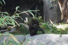 Considered to be one of the smartest mammels, this monkey just wasn't smart enough to escape being caught.