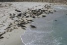 Harbor seals relaxing by the water.