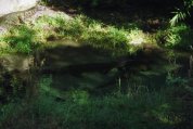 An alligator in it's natural (Disney) habitat.