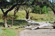 You'd think that the giraffe would have seen those trappers coming a mile away!