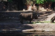 A hungry, hungry hippo.