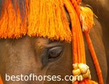 Best of Horses