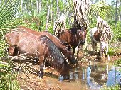 waterhole