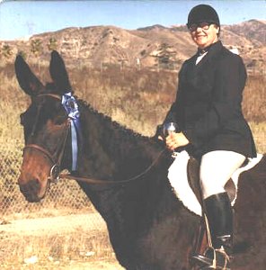 Dudasik riding champion mule, Josephine