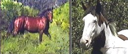 stallion & mare Barbs