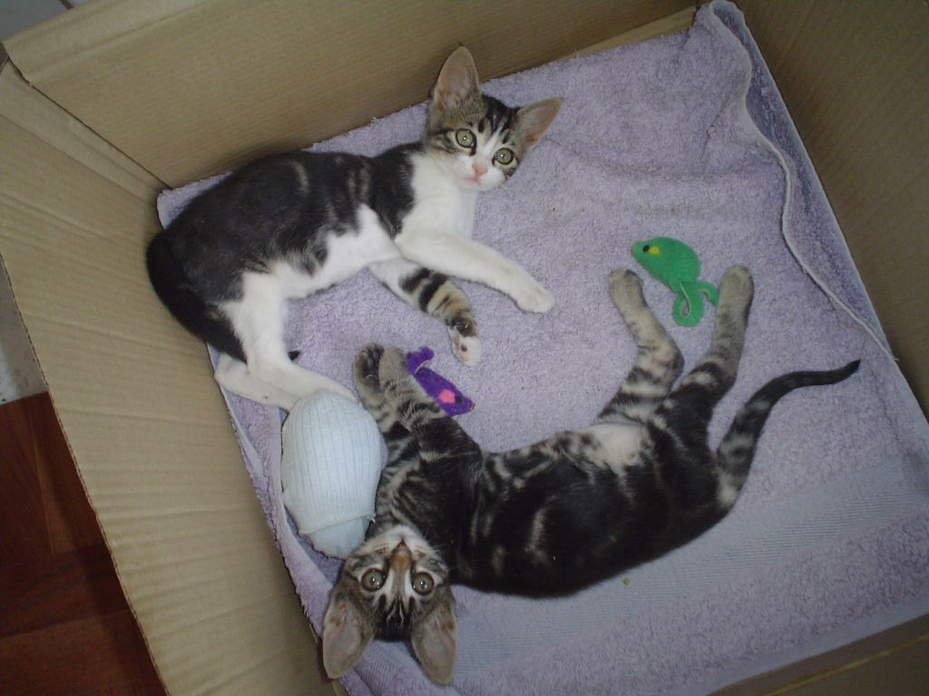 Pippa and Squeak