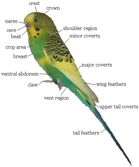 Anatomy of a Budgie