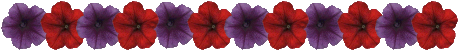 petunia line