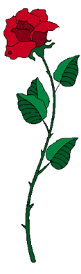 long stem rose